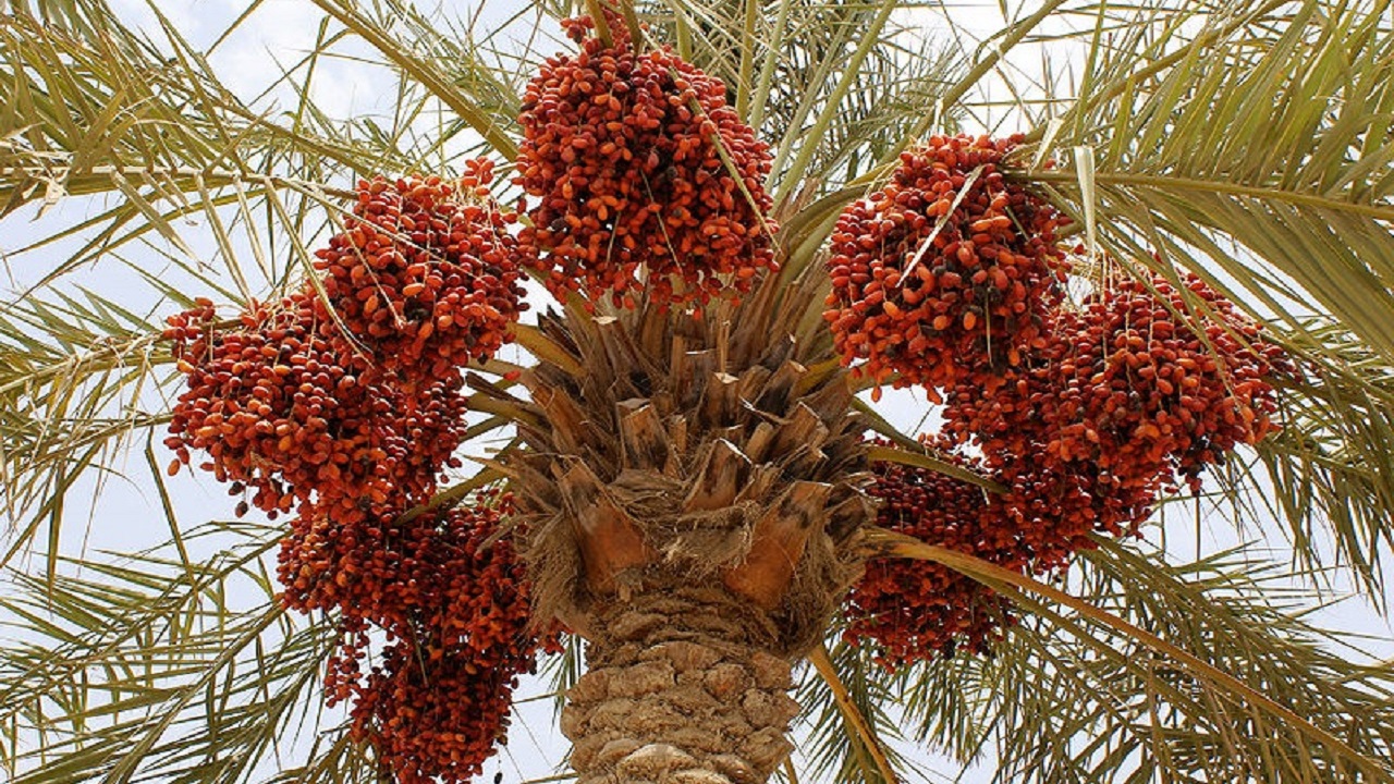 خرما