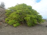 «درخت مرگ» گیاهی که هیچ جانداری حق نزدیک شدن به آن را ندارد!/ عکس
