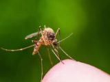 هشدار مقامات بهداشتی آمریکا در مورد شیوع مالاریا
