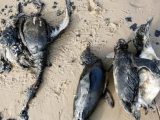 کشف لاشه صدها پنگوئن‌ در سواحل اروگوئه/ عکس