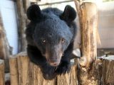دو خرس سیاه برای درمان به تهران منتقل شدند