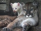 پدیده‌ای نادر؛ تولد توله شیر زال در یک باغ وحش/ عکس