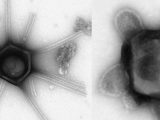 کشف ویروس‌های غول‌پیکر ترسناکی که بازو و دم دارند/ عکس
