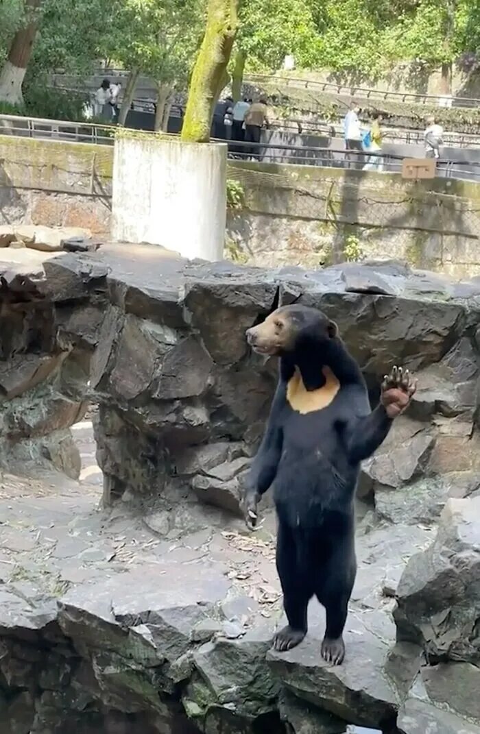 خرس‌های عجیبی که رفتار انسان را تقلید می‌کنند/ عکس