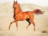 افسانه اسب عرب حقیقت دارد؟/ عکس