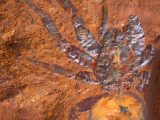 این عنکبوت‌های غول‌پیکر ۱۶میلیون سال پیش در زمین می‌زیسته‌اند!/ عکس