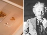 بلایی که پس از مرگ سر مغز اینشتین آوردند/ عکس