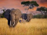 فیل‌های آفریقایی یکدیگر را به اسم صدا می‌زنند!