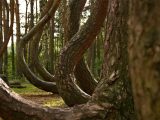 رد پای یک بشقاب پرنده در جنگل‌های لهستان!/ عکس