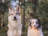 سگ‌ها از گرگ‌ها باهوش‌تر هستند؟/ عکس