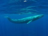 چگونه حسگرهای بمب اتم، نهنگ‌های آبی ناشناخته را پیدا کردند؟