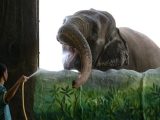 عکس l مرگ غمگین‌ترین فیل دنیا؛ داستان تلخ زندگی مالی!