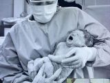 رکورد تازه برای وزن نوزاد متولدشده در مشهد؛ گفت وگو با پزشکی که نوزاد 7کیلویی را به دنیا آورد
