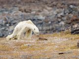 پرسه خرس قطبی در جنگل‌های مازندران واقعیت دارد؟/ عکس