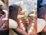 شیطان تاسمانی/ جانوری که در تمام طول عمر خود فقط یک دوره دندان در می‌آورد/عکس
