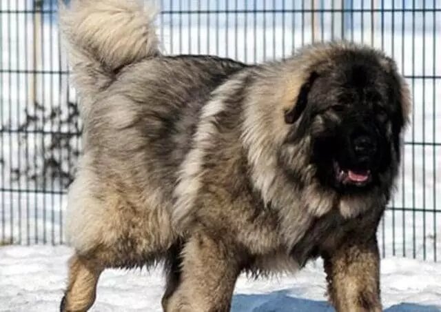با بزرگترین نژاد سگ در ایران آشنا شوید!/ عکس