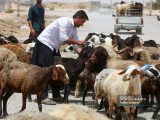 اعلام قیمت جدید دام زنده / قیمت گوسفند گران شد + جدول