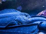 این ماهی قدرت تغییر DNA سایر جانوران آبی را دارد!