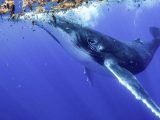 دانشمندان توانستند با نهنگ‌ها احوال‌پرسی کنند!