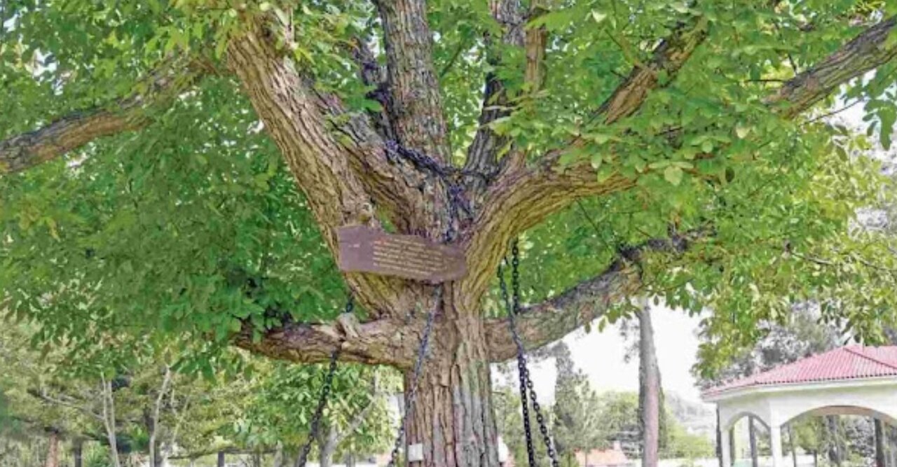 ماجرای جالب درختی که از ۱۲۵ سال پیش تاکنون در بازداشت است/ عکس