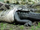 مار غول‌پیکر تمساح را یک لقمه کرد!/ عکس