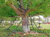 ماجرای جالب درختی که از ۱۲۵ سال پیش تاکنون در بازداشت است/ عکس
