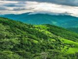 مشکل اصلی جنگل‌های زاگرس چیست؟