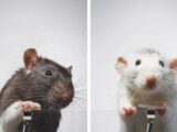 موش‌هایی که از خودشان سلفی می‌گیرند