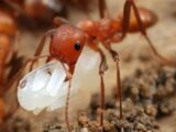 مورچه های مهاجم