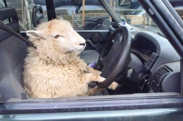 گوسفند با یک دستگاه خودرو معاوضه می‌شود!