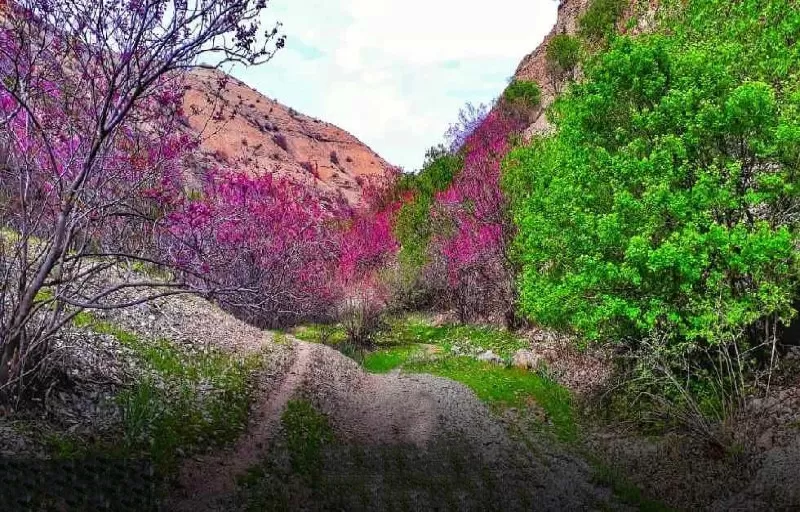 دره ارغوان