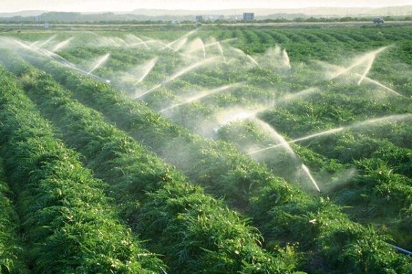 تمرکز جهاد دانشگاهی بر افزایش بهره‌وری آب در کشاورزی است