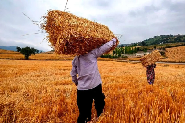 گندمکاران ۳۳ همت از دولت طلبکارند