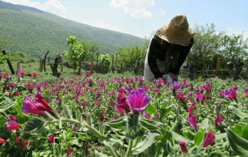کاشت گیاهان دارویی