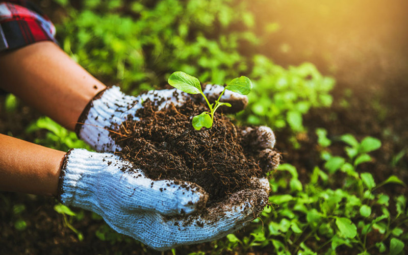 organic agriculture21